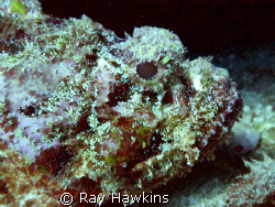 Leave me alone!  Subject capable of swimming, but chosing... by Ray Hawkins 